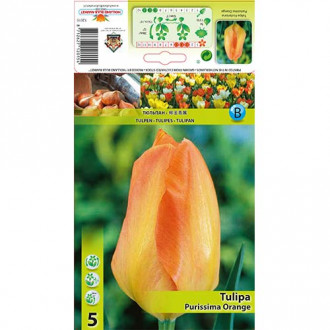 Tulipán Purissima Orange kép 3
