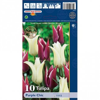 Tulipan Purple Chic, színkeverék kép 3