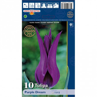 Tulipán Purple Dream kép 3