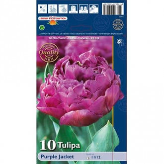 Tulipán Purple Jacket kép 1