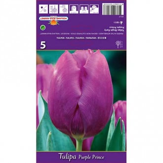 Tulipán Purple Prince kép 3