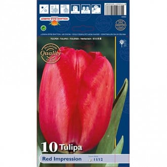 Tulipán Red Impression kép 2