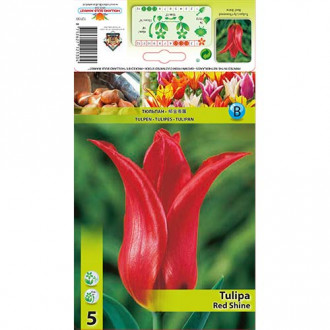 Tulipán Red Shine kép 1