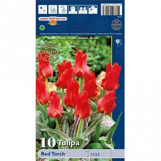 Tulipán Red Torch kép 2