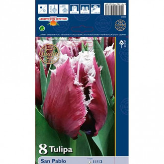 Tulipán San Pablo kép 2