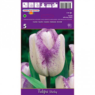 Tulipán Shirley kép 6