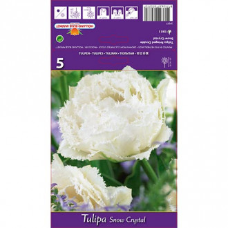 Tulipán Snow Crystal kép 5