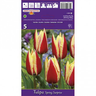 Tulipán Spring Surprise kép 4