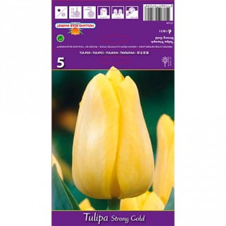 Tulipán Strong Gold kép 3