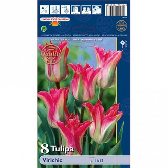 Tulipán Virichic kép 1