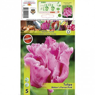 Tulipán Weber's Parrot Pink kép 6