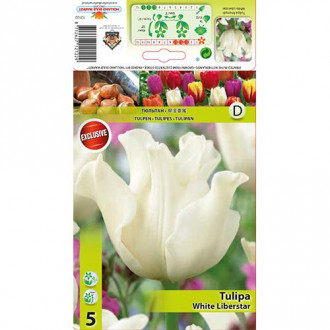 Tulipán White Liberstar kép 4