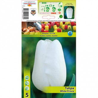 Tulipán White Prince kép 3