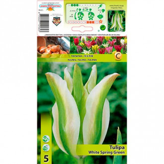 Tulipán White Spring Green kép 4