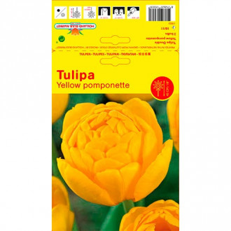 Tulipán Yellow Pomponette kép 5