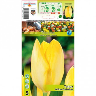 Tulipán Yellow Purissima kép 6