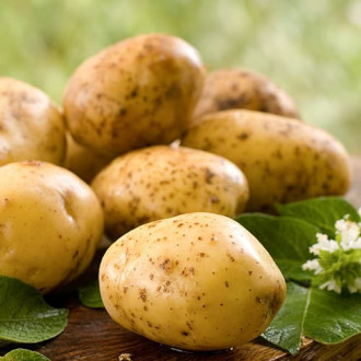 Vetőburgonya Colomba kép 6