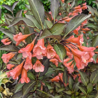 Weigela All Summer Peach, С2 kép 4