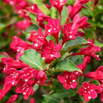 Weigela All Summer Red, С2 kép 5