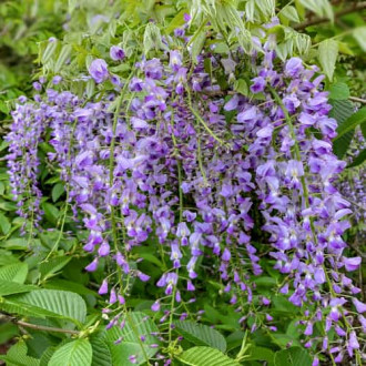 Wisteria floribunda Multijuga, С2 kép 4