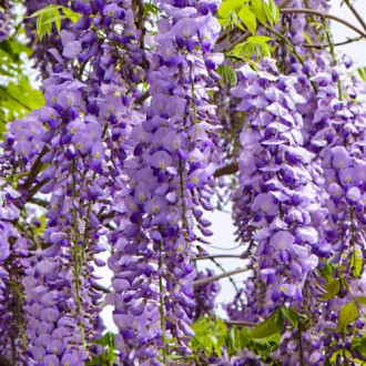 Wisteria floribunda Royal Purple, С2 kép 5