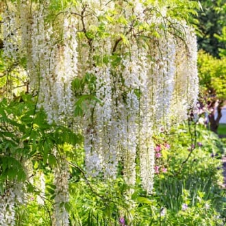Wisteria floribunda Shiro-noda, С2 kép 6