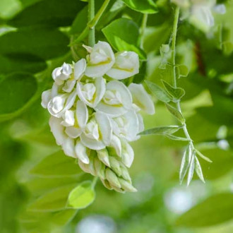 Wisteria frutescens Nivea, С2 kép 4