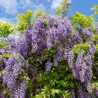 Wisteria macrostachya Blue Moon, С2 kép 5