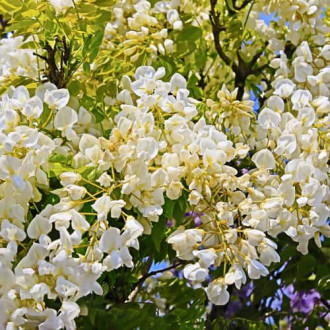 Wisteria macrostachya Clara Mack, С2 kép 6