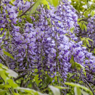 Wisteria sinensis Amethyst, С2 kép 4
