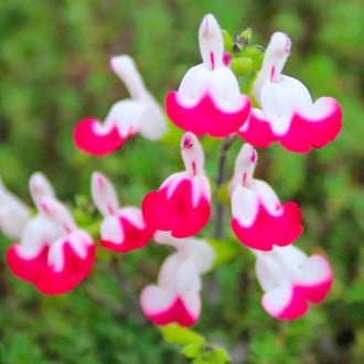 Zsálya (Salvia greiggii) Cherry Lips kép 4