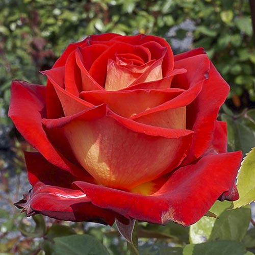 Rózsa teahibrid Bicolette, root ball kép 1 termék 2106