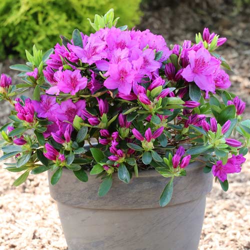 Azálea Konigstein, P9 kép 1 termék 5643