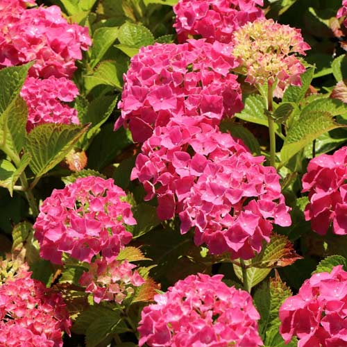 Hortenzia kerti Alpengluhen, C2 kép 1 termék 4444