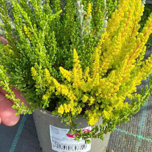 Közönséges hanga Trio Girls Zelia/Zilly/Zoe kép 1 termék 5429