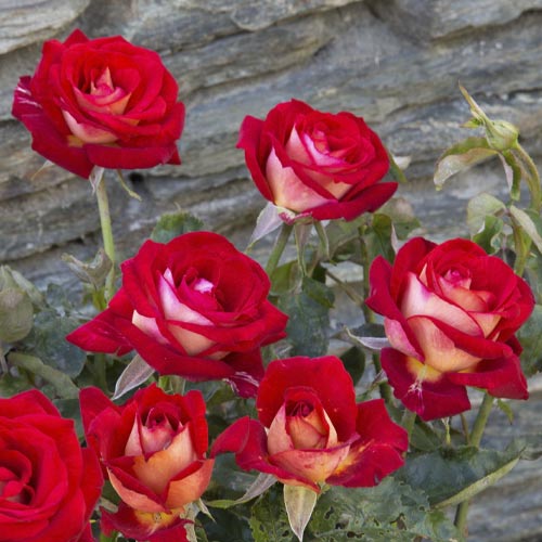 Rózsa teahibrid Bicolette, root ball kép 3 termék 2106