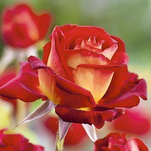 Rózsa teahibrid Bicolette, root ball kép 2 termék 2106