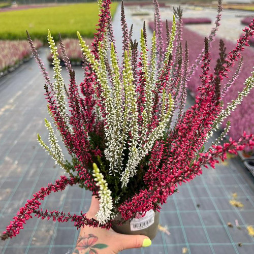 Közönséges hanga Trio Girls Athene/Hilda/Helena kép 1 termék 5428