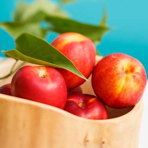 Nektarin Star Coral kép 1 termék 7979