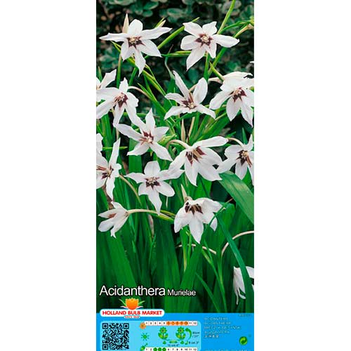 Abesszín kardvirág (Acidanthera Murielae) termék fotó 1 Abesszín kardvirág (Acidanthera Murielae) kép 1 termék 76369