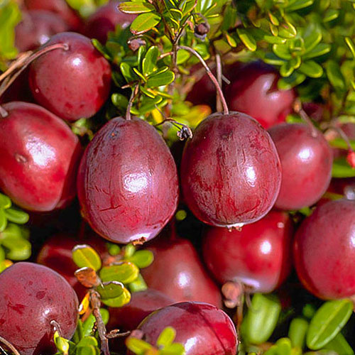 Áfonya Ben Lear, P9 kép 1 termék 9234