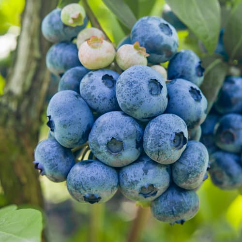 Áfonya Colibri, P9 kép 1 termék 1579