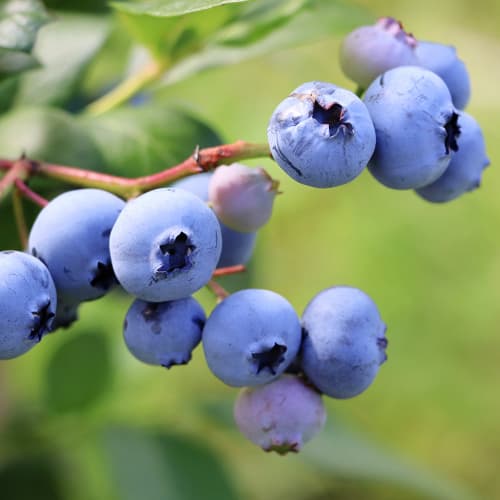 Áfonya Early Blue, P9 kép 1 termék 9301