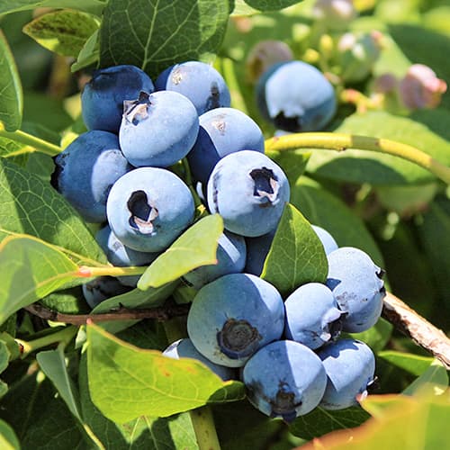 Áfonya fekete Bluegold, P9 termék fotó 1 Áfonya fekete Bluegold, P9 kép 1 termék 9323