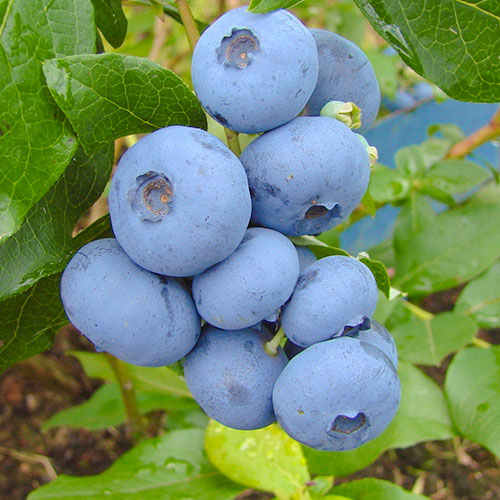 Áfonya fekete Bonus kép 1 termék 9325