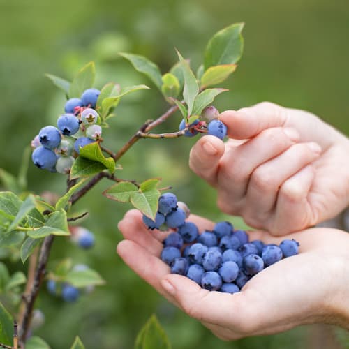 Áfonya fekete Brigitta, P9 kép 1 termék 9292