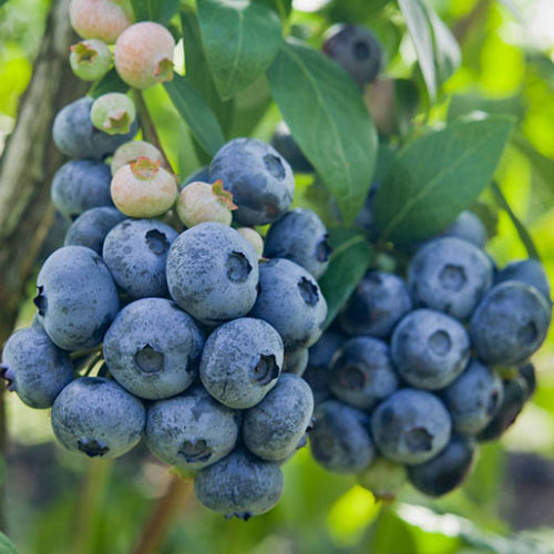 Áfonya fekete Darrow termék fotó 1 Áfonya fekete Darrow kép 1 termék 9293