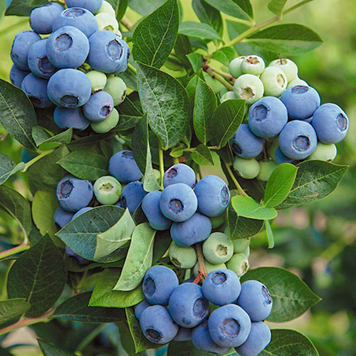 Áfonya fekete Denis Blue kép 1 termék 9220