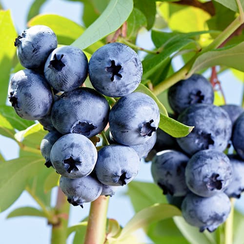 Áfonya fekete Elizabeth, P9 kép 1 termék 9300