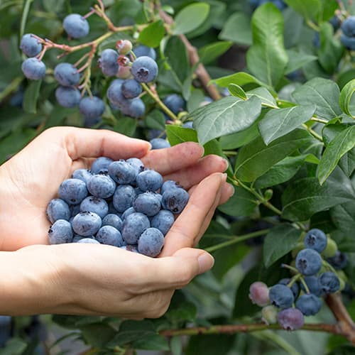 Áfonya fekete Elliott, P9 termék fotó 1 Áfonya fekete Elliott, P9 kép 1 termék 9327